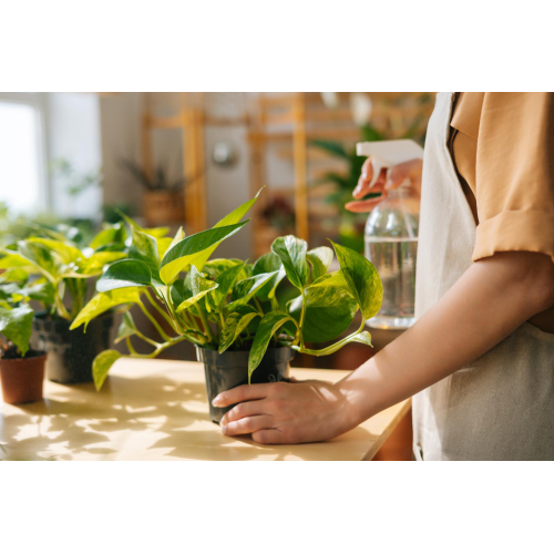 Jak pielęgnować rośliny w donicach ogrodowych: praktyczne wskazówki dla ogrodników